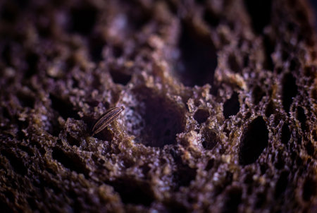 Dark brown rye bread crumb texture features a single caraway seed embedded in the rough porous surface with natural lighting and shallow depth of field.の素材