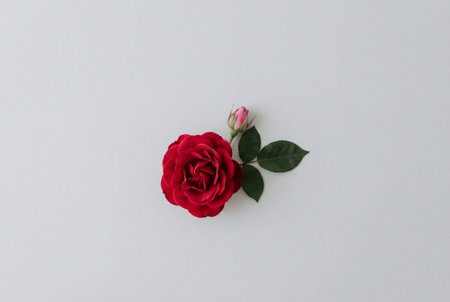 An elegant red rose flower head is positioned beside a small pink rosebud and green leaves centered on a plain white background to convey themes of romance and natural beauty.の素材