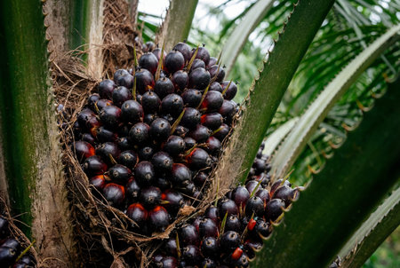 Large bunch of mature dark purplish-black oil palm fruits Elaeis guineensis growing directly from the fibrous trunk of a palm tree, showcasing tropical agricultureの素材