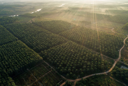 Vast aerial landscape of green oil palm plantation rows bathed in golden morning sunlight with mist covering the distant hills and dirt roads winding through the agricultural fieldsの素材