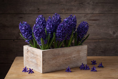 A rustic wooden planter box filled with vibrant blue hyacinth flowers sits on a table against a weathered wooden wall with scattered violet petals nearby.の素材