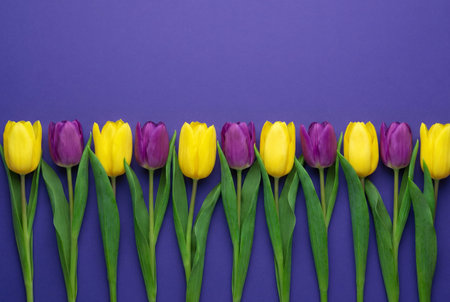 Horizontal row of fresh purple and yellow tulips with green stems arranged alternately against deep purple backdrop highlighting spring flower variety and color contrastの素材