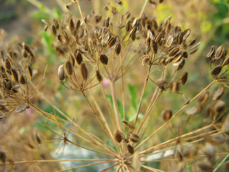 Dry dill close-up outdoorの写真素材