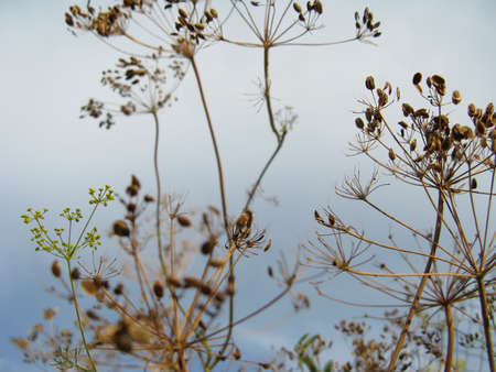 Dry dill close-up against a skyの写真素材