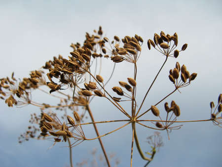 Dry dill close-up against a skyの写真素材
