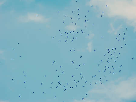 Flock of crows in a sky in autumnの写真素材