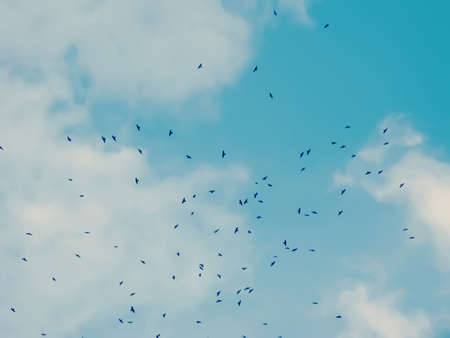 Flock of crows in a sky in autumnの写真素材