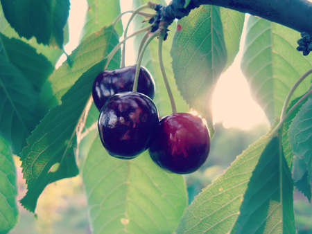 Ripe Sweet Cherry on Tree / Sweet cherry tree with fruits in orchard closeupの写真素材