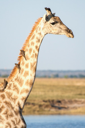 A close-up of a giraffe with birds at Chobe national park in Botswanaの写真素材