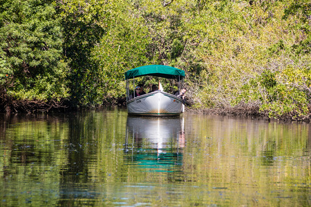 NAPLES- JANUARY 19, 2014  A guided boat tour through the mangroves near Naples taken on January 19, 2014 in Naples, USAのeditorial素材