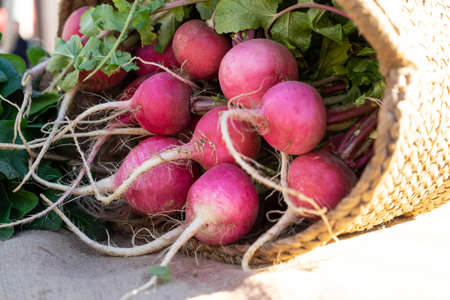 Close up of organic garden radish displayed at a European farmer's market in a basketの写真素材