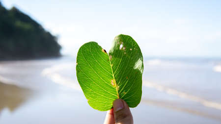 Holding a heart shape leaf with a finger at the side of the beach.の写真素材