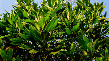 Closeup view of the green tree leaves on the tree.