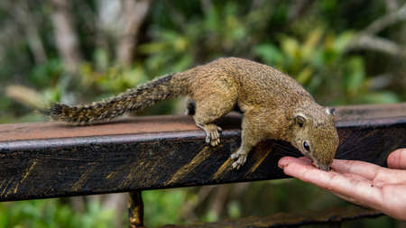 Closeup view of a brown squirrel eating peanut from human on metal railing.の写真素材