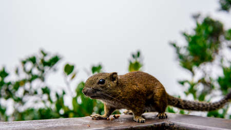 Closeup view of a brown squirrel on metal railing.の写真素材