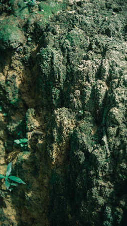 Close up of thick green mossy texture cover the rough stones and on the floor on the rocky ground in the forest. macro view. Rocks full of the moss texture in nature for wallpaper.の写真素材