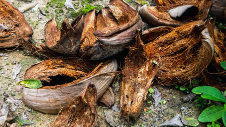 The close up view of the coir or coconut fiber that has been peeled on the ground. Used in products...