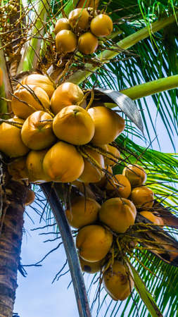 Fresh green yellowish coconut on the tree, coconut cluster on coconut palm tree with clear blue sky as background.の写真素材