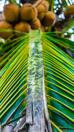 The close up view of coconut cluster on coconut palm tree from the end of the tree leaves. Selected focus and angle.の写真素材