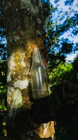 Close up of an empty glass bottle leaning between the tree wooden branches in the forest with sun...