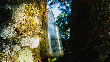 Close up of an empty glass bottle leaning between the tree wooden branches in the forest with sun...