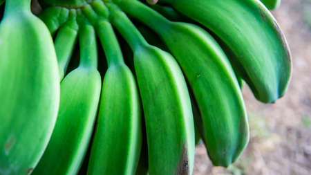 Close up view of young unripe green of Saba banana or Pisang Nipah. Fruit food local fresh good for consume daily. It is a triploid hybrid banana cultivar originating from the Philippines.の写真素材