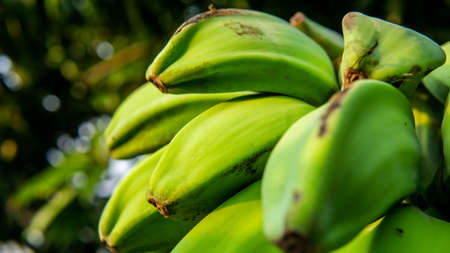 Close up view of young unripe green of Saba banana or Pisang Nipah. Fruit food local fresh good for consume daily. It is a triploid hybrid banana cultivar originating from the Philippines.の写真素材