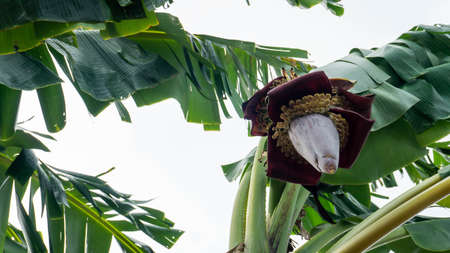 Banana blossom on the tree, also known as a banana heart, is a fleshy, purple-skinned flower, shaped like a tear, which grows at the end of a banana fruit cluster.の写真素材