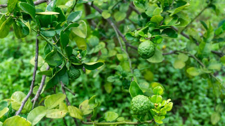 Close up view of Kaffir lime or limau purut on the tree at the garden. It is a citrus fruit native to tropical Southeast Asia and southern China.の写真素材