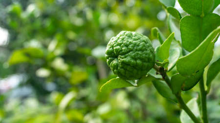 Close up view of Kaffir lime or limau purut on the tree at the garden. It is a citrus fruit native to tropical Southeast Asia and southern China.の写真素材
