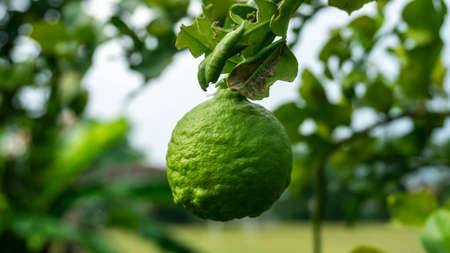 Close up view of Kaffir lime or limau purut on the tree at the garden. It is a citrus fruit native...