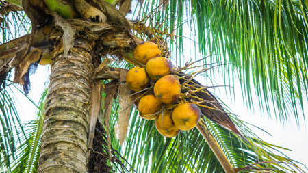Fresh green yellowish coconut on the tree, coconut cluster on coconut palm tree with clear blue sky as background.の写真素材