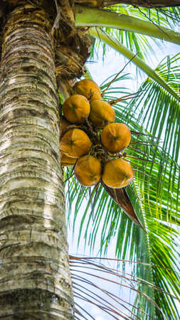 Fresh green yellowish coconut on the tree, coconut cluster on coconut palm tree with clear blue sky as background.の写真素材