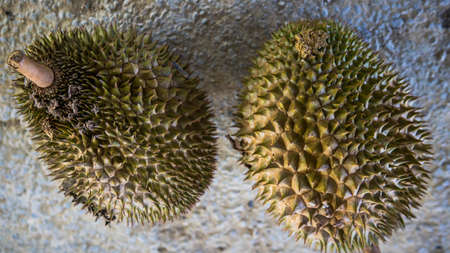 Close up detail view of two ripe Durian fruit after fall from tree. King of fruits in Southeast...