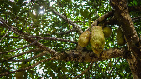 Group of fresh ripe jackfruit hanging on the tree harvest at orchard with nature bokeh background....