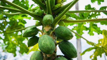 Group of green papaya on the tree harvest at the orchard with nature bokeh background. Species in the genus Carica of the family Caricaceae. Selective focus on foreground.の写真素材