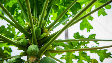 Group of green papaya on the tree harvest at the orchard with nature bokeh background. Species in the genus Carica of the family Caricaceae. Selective focus on foreground.の写真素材