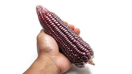 Hand holding a ripe purple corn on isolated white background. It is a variety of flint maize...
