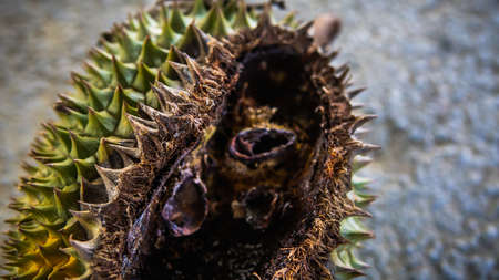 Close up detail view of a rotten Durian fruit with holes eaten by the wild animal. King of fruits in Southeast Asian. Have strong smell and thorn-covered rind.の写真素材