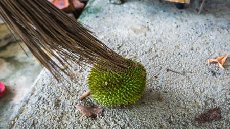 Cleaning Durian fruit with broom stick from leaves that stuck on the thorny body. King of fruits in...