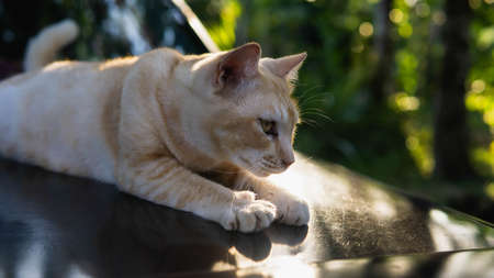 An ginger stripes cute stray cat resting and laying down on the warm car hood with morning sunlight...