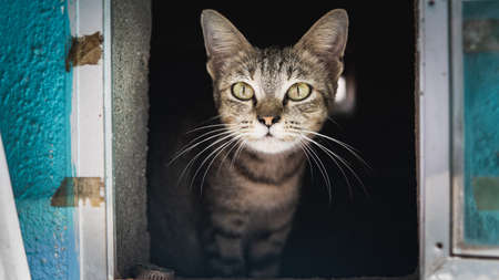 A cute brown and black stripes cat in a mailbox. Protecting newborn kitten inside the mailbox. Dark backgroundの写真素材