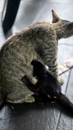 A stray black baby cat or kitten is breastfeeding from his mother's milk body on the street. Cat feeding her kitten. Difference color skin.の写真素材