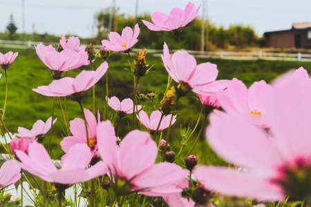 Close Up Pink Cosmos Flower in the garden with green grass field as background.