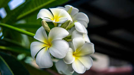 A group of yellow white flowers (Frangipani, Plumeria) on a tree during a sunny day with natural background. Frangipani flower with green leaves on blurred background. Soft focus.の写真素材
