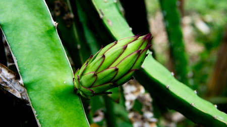 Baby green dragon fruits on the tree.の写真素材