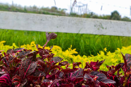 Close up view of flower in the garden.の写真素材
