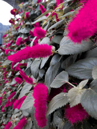 Purple flower at the garden.の写真素材
