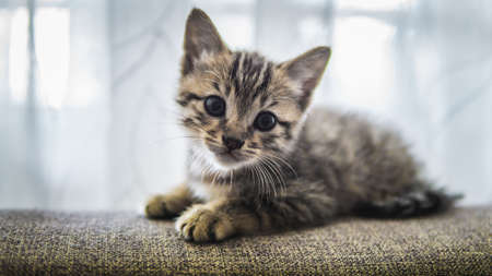 Cute single brown baby kitten with stripes looking at the camera while relaxing on sofa. Selective focus on cat's eyes.の写真素材