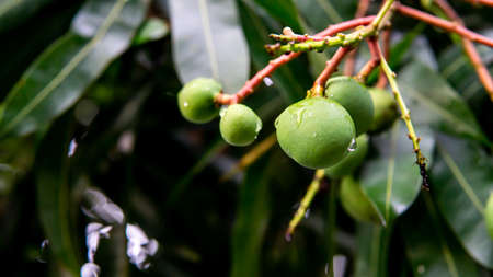A cluster of young unripe green mango fruits hanging on the tree after the rains. Selective focus on...